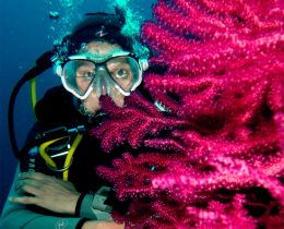 Plongée sous-marine sur la Presqu'île de Giens