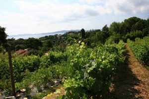 domaine-vin-vignoble-giens-var-provence-camping