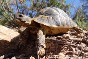 tortue camping Hyères 